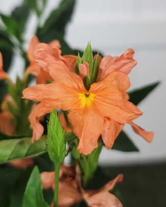 Crossandra Orange Marmalade