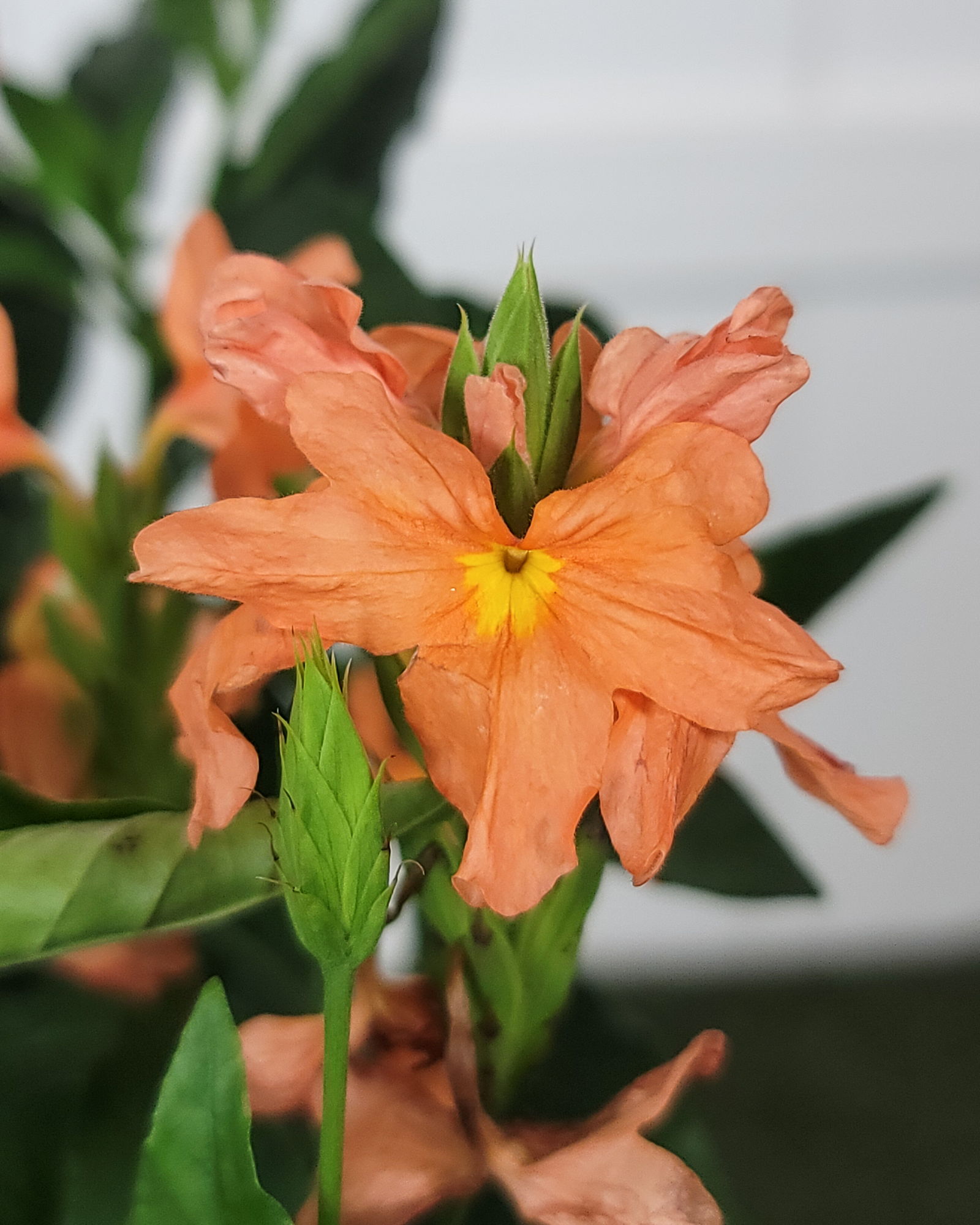Orange Crossandra | PlantVine