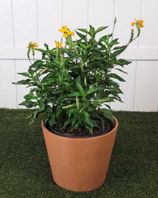 Crossandra Yellow