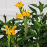 Crossandra Yellow