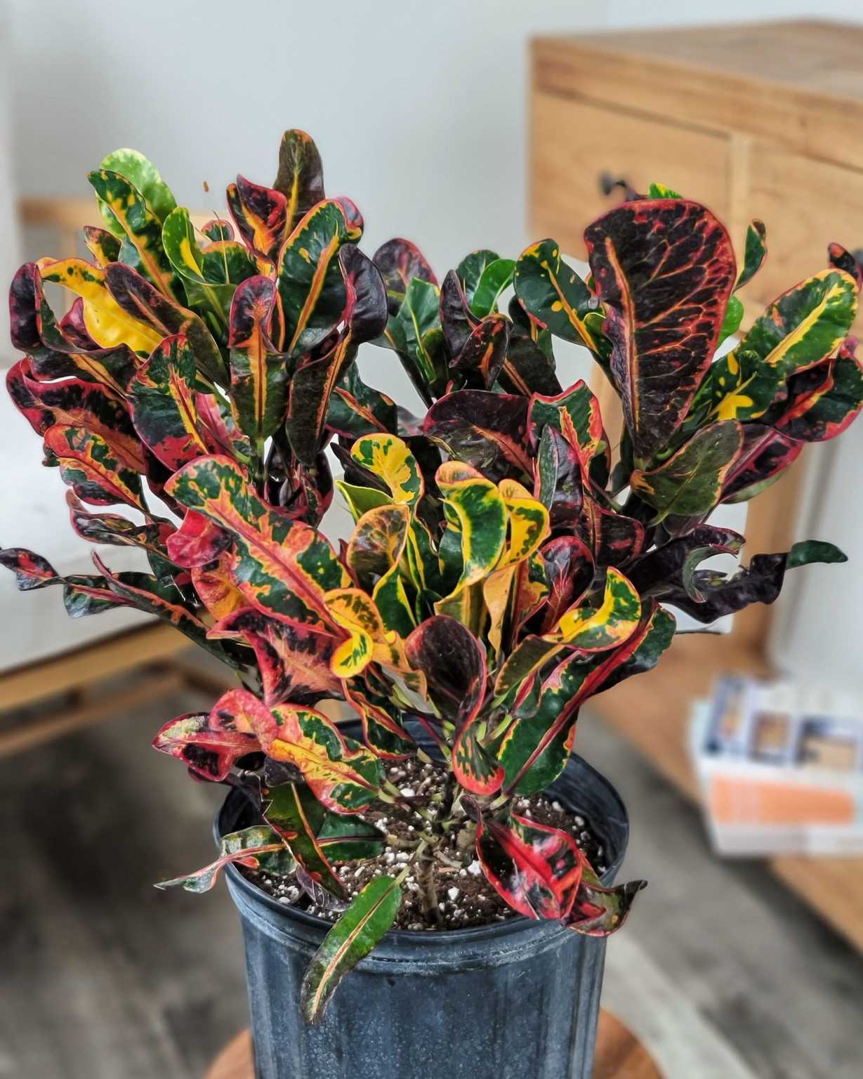 16+ Houseplant Croton Croton ‘Mammey’ | PlantVine