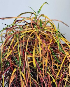 Croton-Zanzibar-Foliage-1-1229x1536