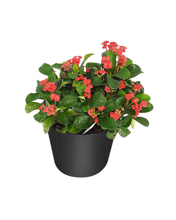 Euphorbia Milii - 'Crown of Thorns' - 5 Gallon