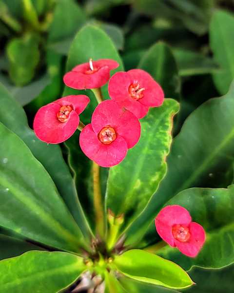 Flower Flower