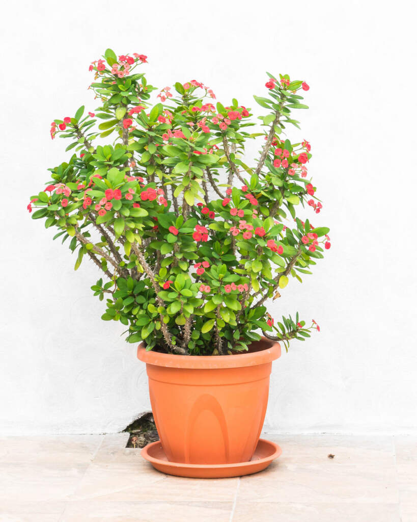 Euphorbia milii, Crown of Thorns