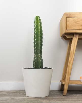 Cuddly Cactus