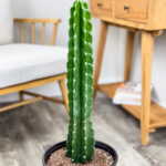 Cuddly Cactus