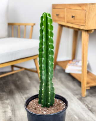 Cuddly Cactus