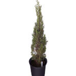 cupressus sempervirens italian cypress large