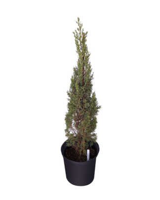 cupressus sempervirens italian cypress large