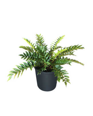 cyrtomium falcatum large holly fern