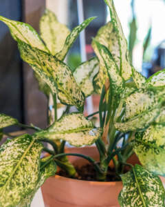 Dieffenbachia
