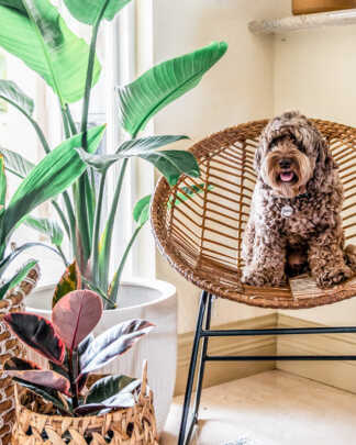 Pet Friendly