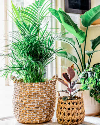 Container Plants