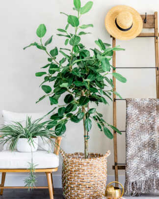 Houseplants