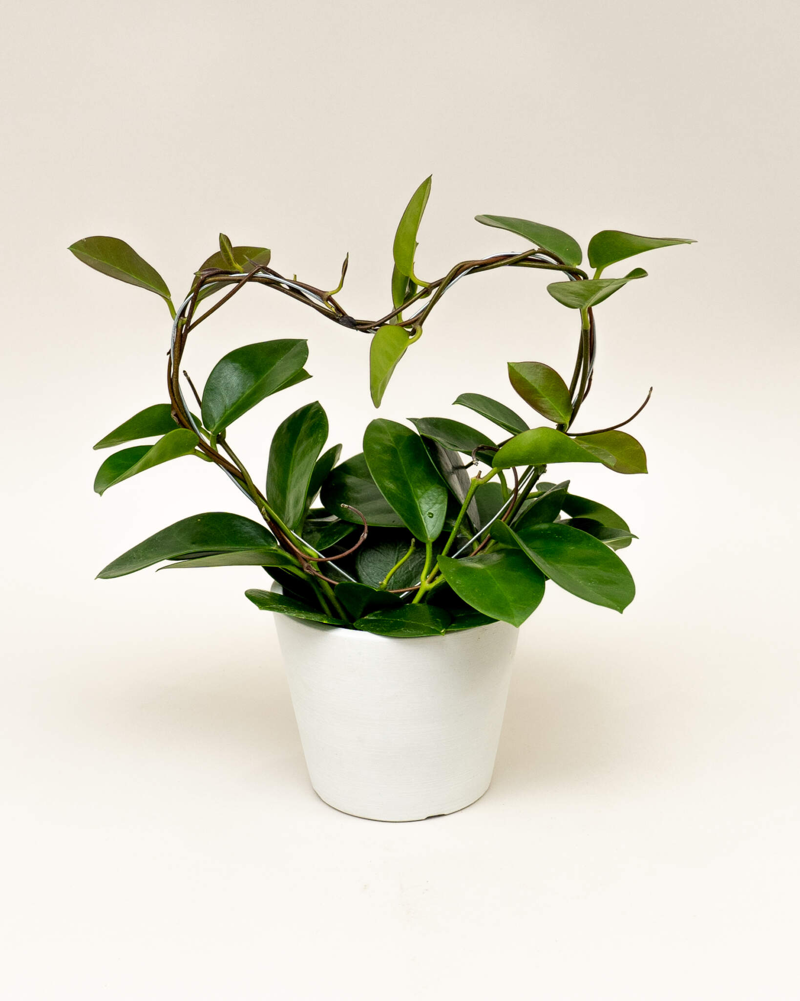 HeartShaped Hoya Australis PlantVine