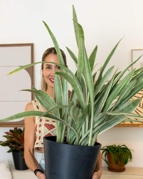 Extra Large Extra Large