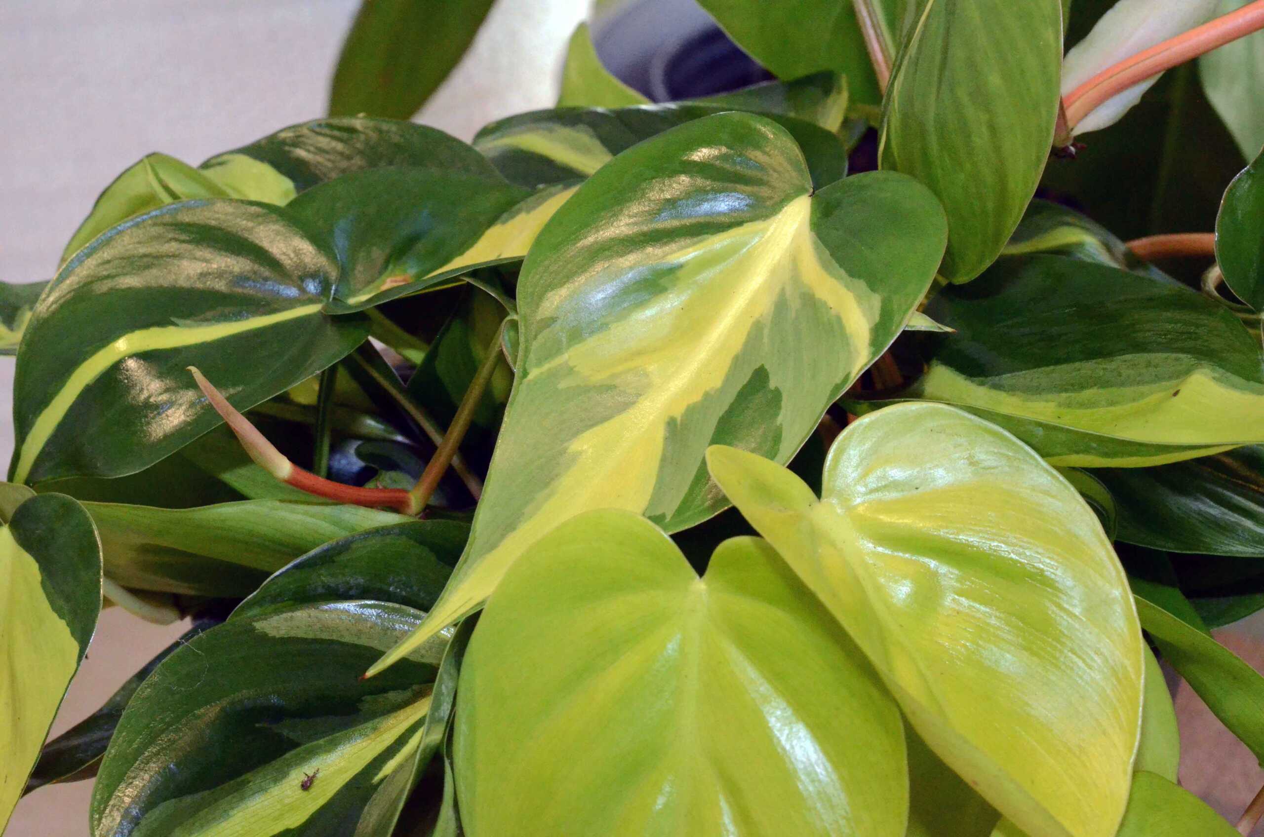 black spots philodendron Philodendron 'Black Cardinal' Rare Plant (Philodendron erubescens)  Jungle  Relics