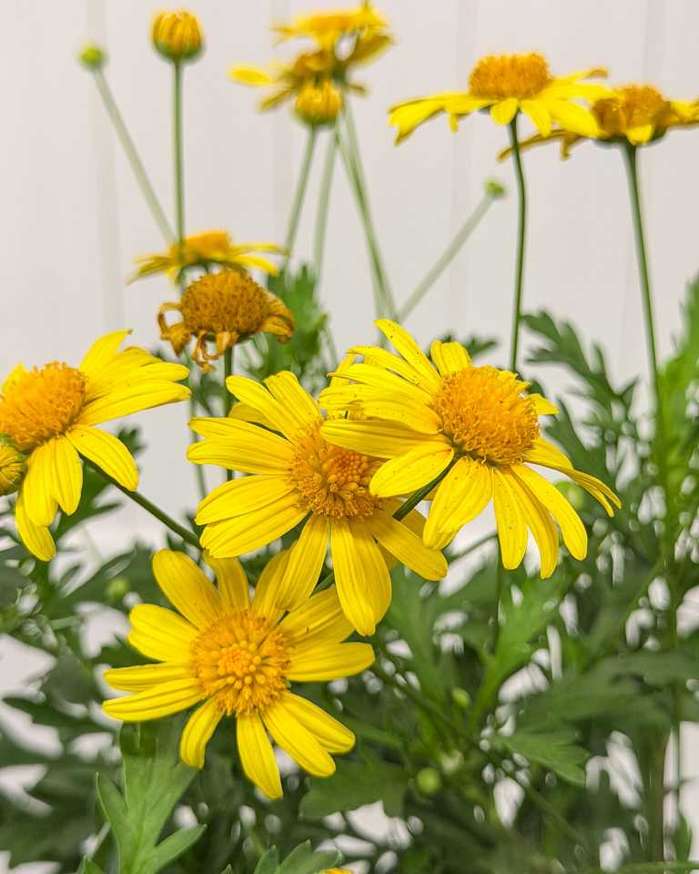 Daisy Bush | PlantVine