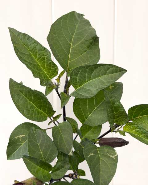 Leaves