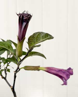 Devil's Trumpet