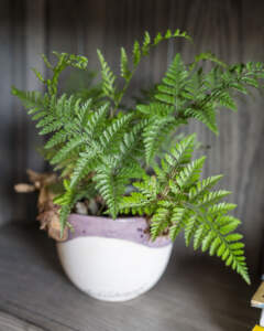 Rabbits Foot Fern