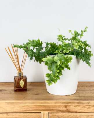 Davana Fern - Medium, Bush