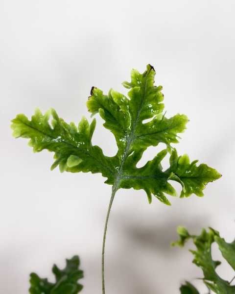 Leaves Leaves
