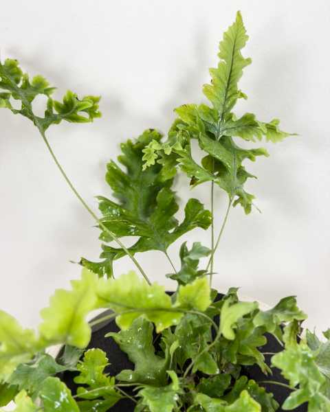 Foliage Foliage
