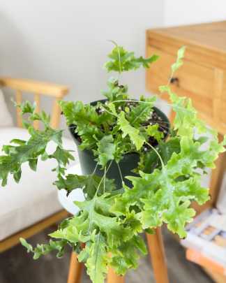 Davana Fern