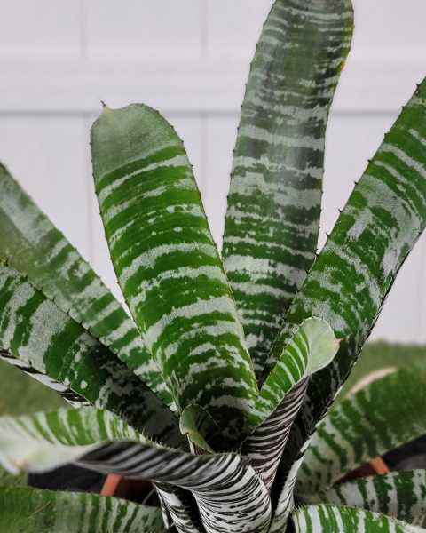 Foliage