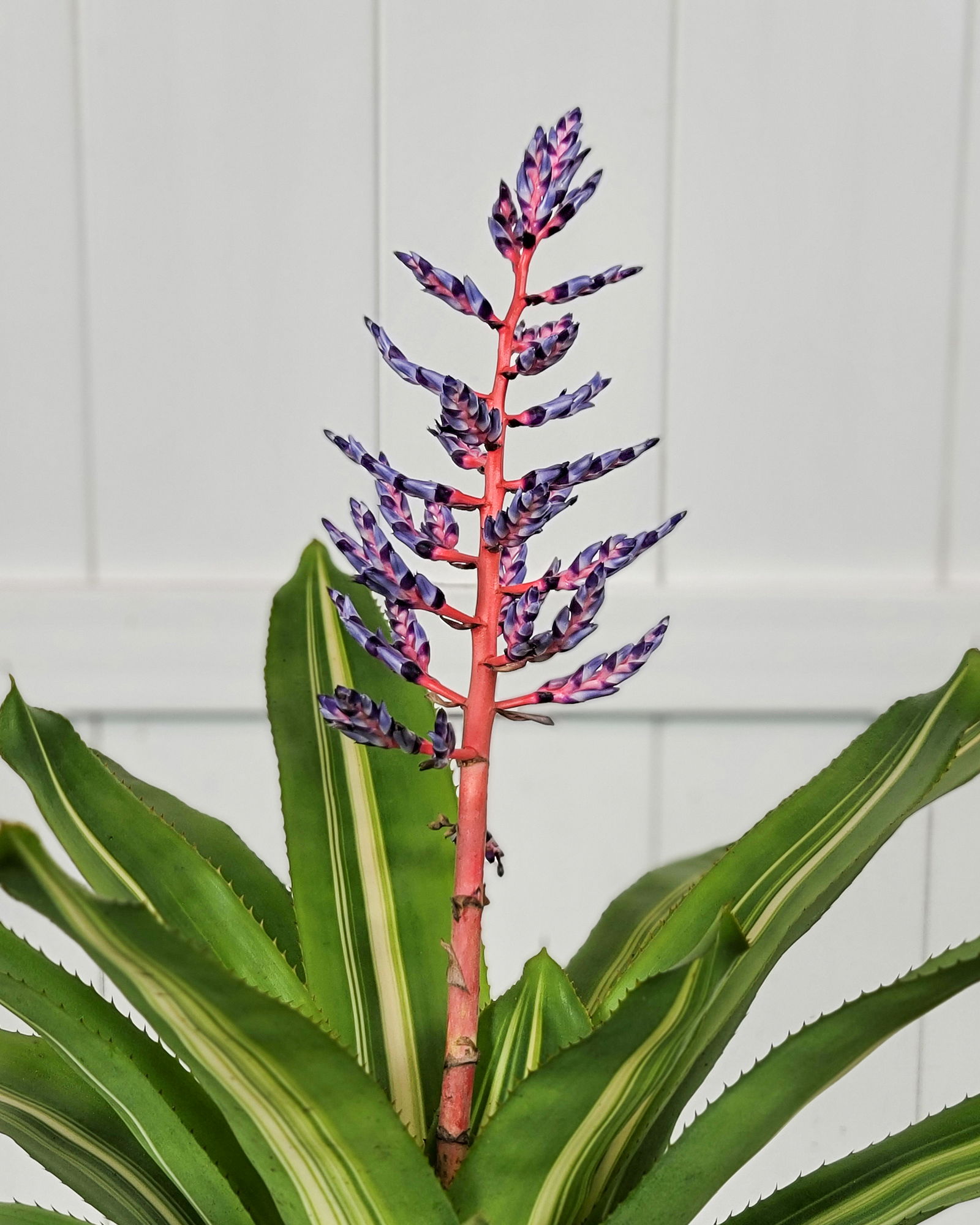 eiben nadeln Dracaena Surculosa 'Milky Way' – Greenspaces.id