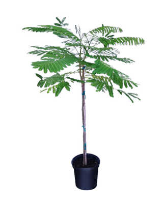 delonix regia large