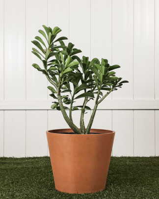Desert Rose