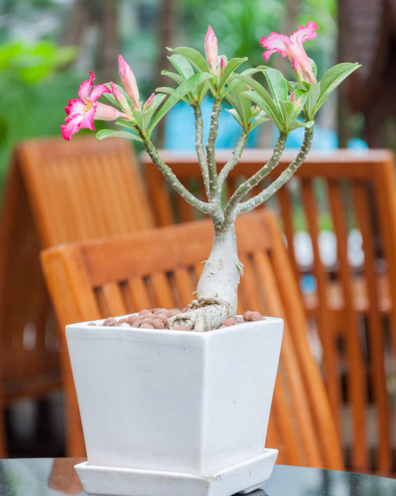 Adenium obesum (Desert rose) - 10 seeds – Rare Plant World