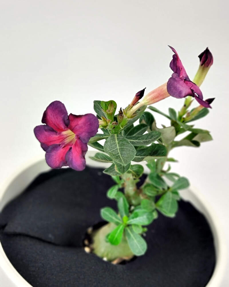 Adenium Obesum Desert Rose Grown in a 6 Pot 