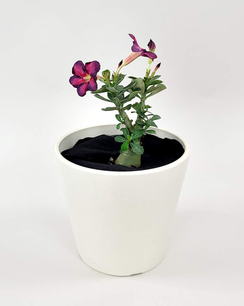 Desert Rose Soil Mix