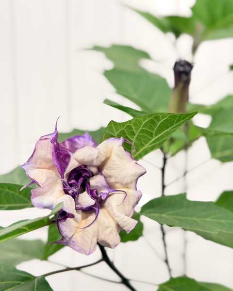 Flower Flower