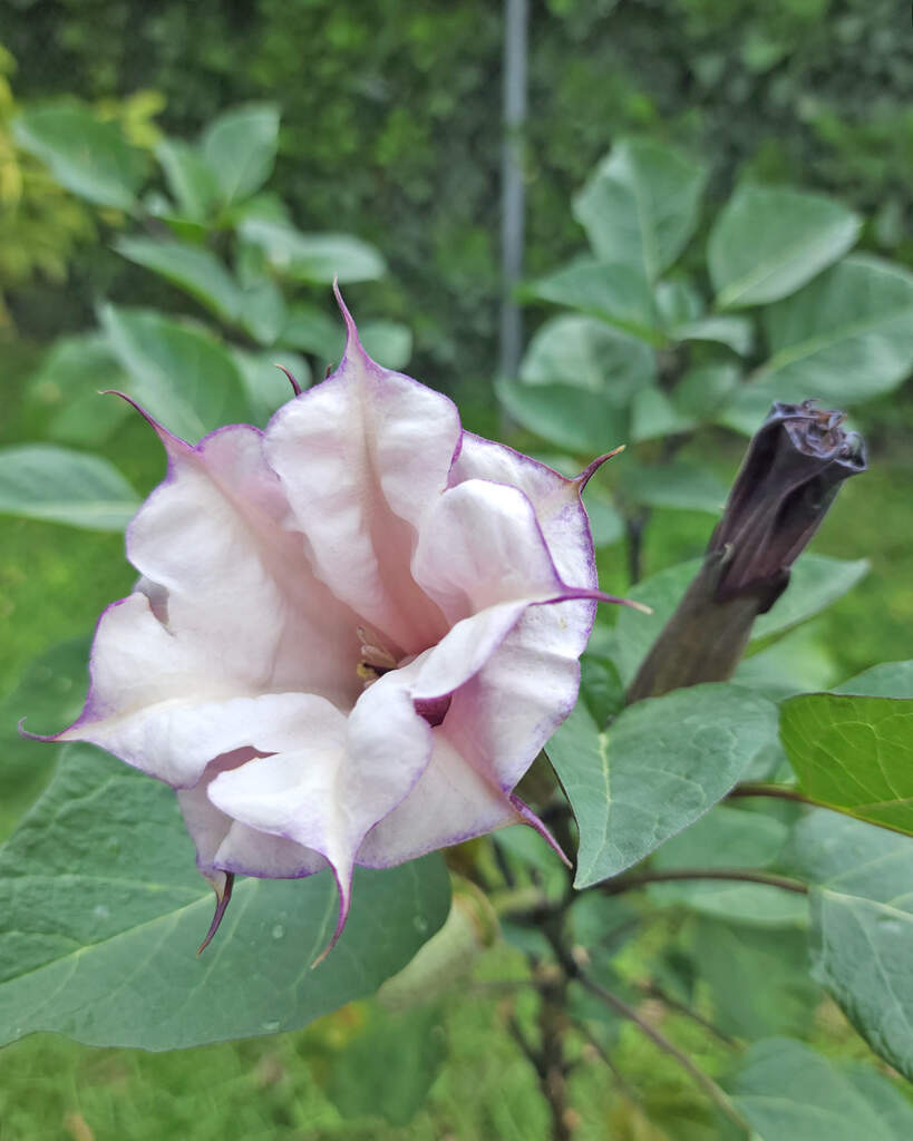 Devil's Trumpet