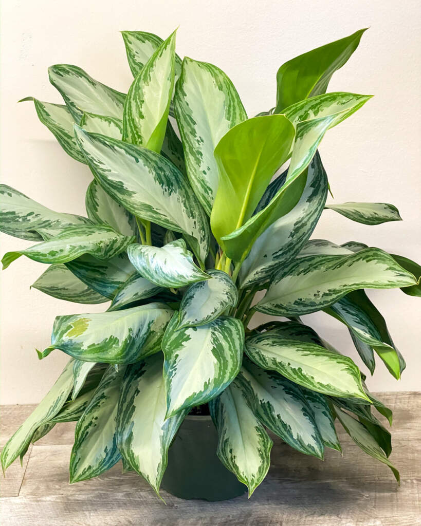 Aglaonema ‘Silver Bay’, Chinese Evergreen PlantVine