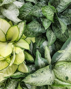 Dieffenbachia Banner Image-5