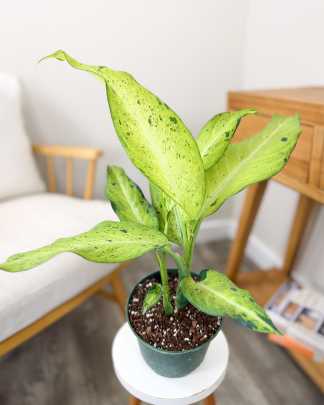 Dieffenbachia Camo