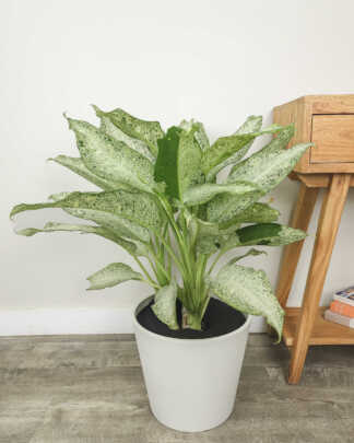 Dieffenbachia 'Camouflage'