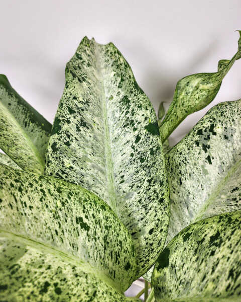Foliage Foliage