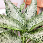 Dieffenbachia 'Camouflage' 
