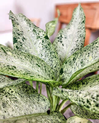 Dieffenbachia 'Camouflage' 