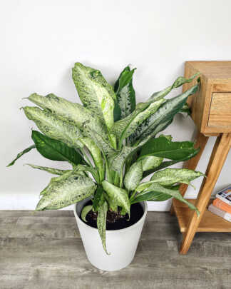 Dieffenbachia 'Cougar'
