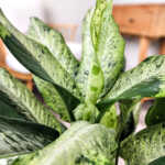 Dieffenbachia 'Cougar'