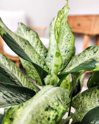 Dieffenbachia 'Cougar'