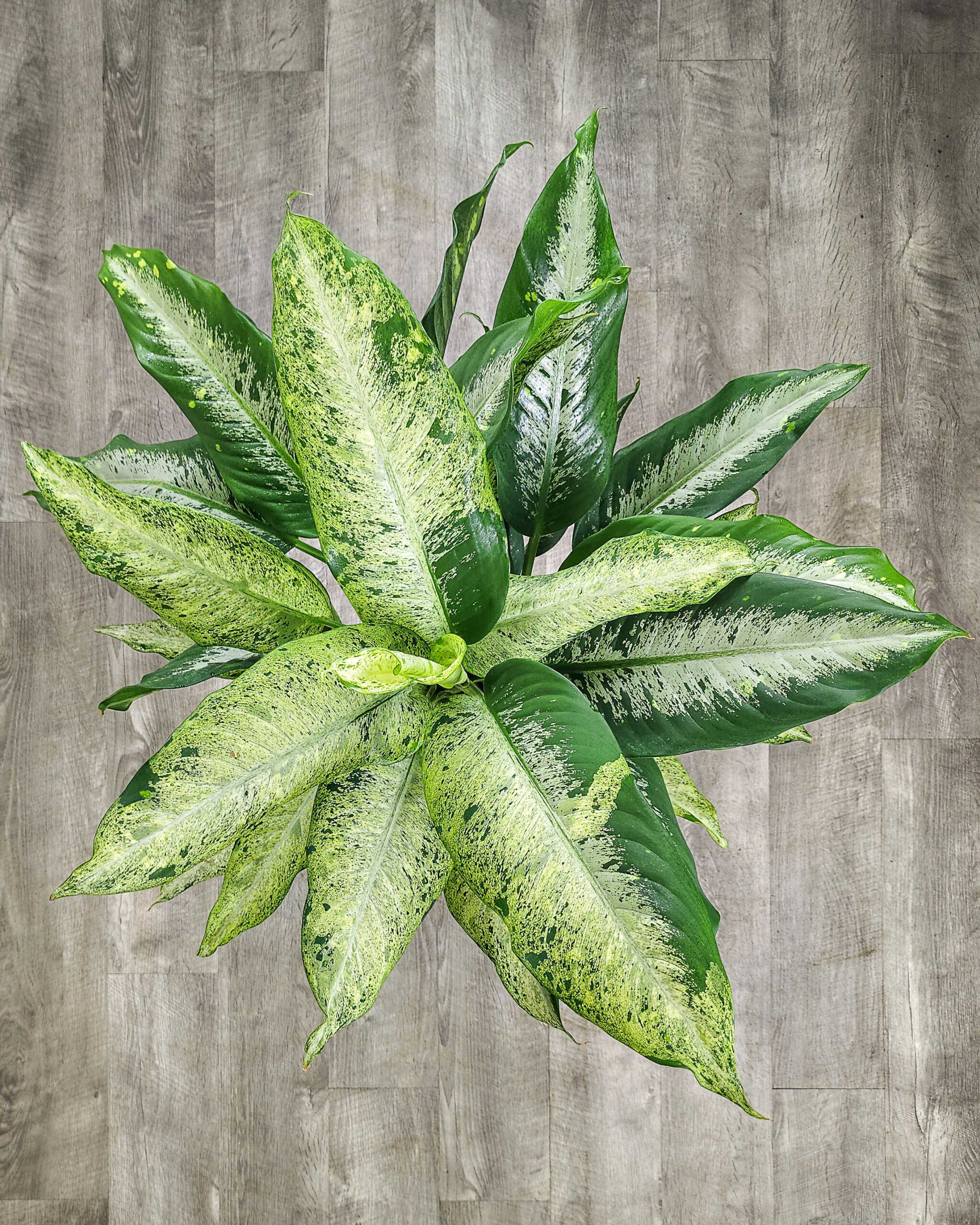 Dieffenbachia Lasst Blatter Hangen
